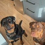 Kommende Rottweiler/Mastiff hvalpe søger nye hjem.