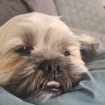 Otto søger sin soulmate