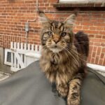 Maine Coon han til verdens bedste familie ❤️