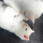 Kraftig, bamseagtig britisk korthårshår