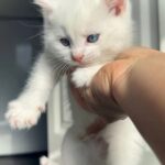 Vi har helt fantastiske gyldne killinger bsh