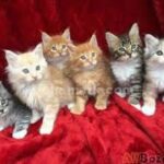 Venlige maine coon-killinger til adoption