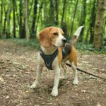 Beagle han (tricolor), 4 år