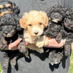 En lille flok Cavapoo-slyngler