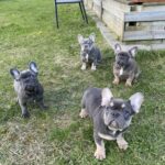 Fransk bulldog hvalpe