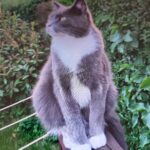 Savnet kat