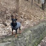 Balu, Miniature Pinscher, 4 år