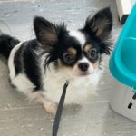Papillon/Pomeranian-blanding hunhund