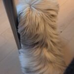 Mindre hund søges
