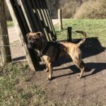 Bailey søger nyt hjem