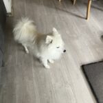 Japansk spids