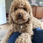 Cockerpoo F1b hvalpe