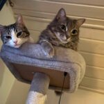 Langhåret hankat og hunkat med Wobbly Cat Syndrome søger nyt hjem sammen