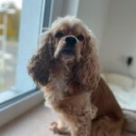 Elvis, amerikansk cocker spaniel, 4 år