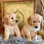 Golden retriever hvalpe til adoption