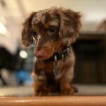 Yndig tigergravhund han