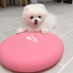 Pomeranian-stammen