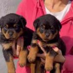Rottweiler-hvalpe til adoption