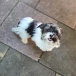 Kærlig Biewer terrier han