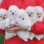 Pomeranian hvalpe til adoption