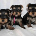 Trænede yorkiehvalpe til adoption