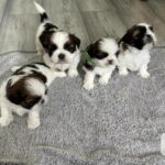 Shitzu hvalpe til adoption