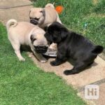 Venlige mops-hvalpe til adoption