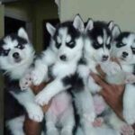 Dejlige siberian husky-hvalpe til adoption