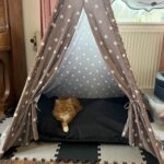 Maine Coon