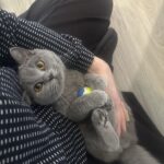 🙏 HJÆLP! VI SØGER EN SPORHUND TIL AT FINDE VORES ELSKEDE KAT LOUI 🐱