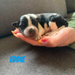 Samplede/schapendoes hvalp🩵