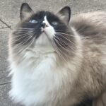 Smuk Ragdoll søger nyt og kærligt hjem