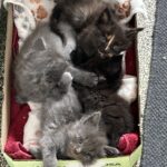 Ragdoll / Maine Coon killinger