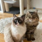 To kærlige katte søger nyt hjem sammen