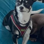 Chihuahua søger nyt hjem