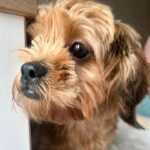 Otis , peekapoo hund