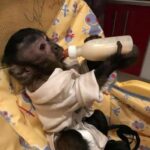 kapucineraber til adoption