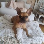 Fransk bulldog hvalp