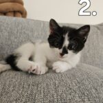 Maine Coon blandings killing