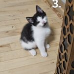 Maine Coon blandings killing