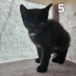 Maine Coon blandings killing