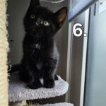 Maine Coon blandings killing