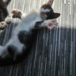 Maine Coon blandings killing