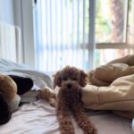 🐾 Charlie — 1-årig toypuddel 🐾