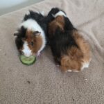 2 unge marsvin hanner