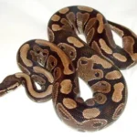 Konge Python