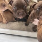 American Bully