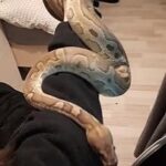 Kongepython