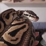 Kongepython