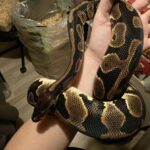 Kongepython